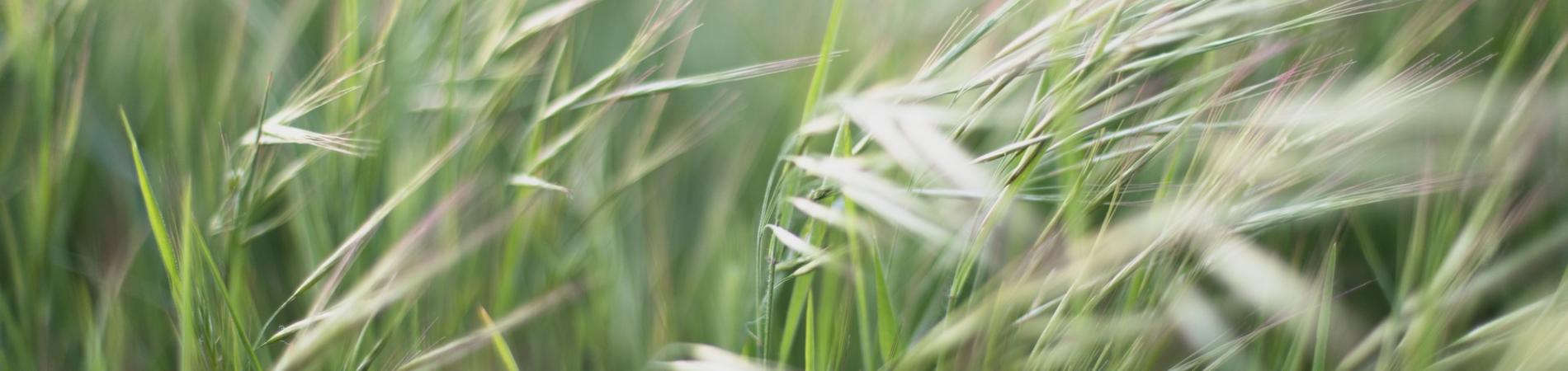 blowing grass